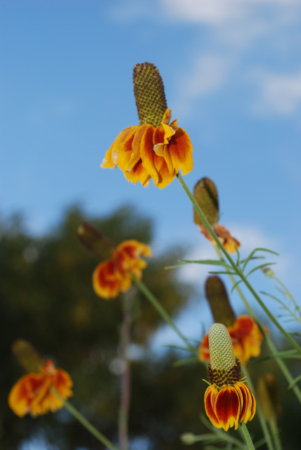 Prairie Cone Flowers Against Blue Sky Vertical #1 72